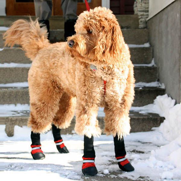 Goldendoodle wearing boots