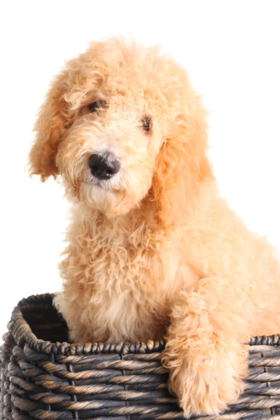 Are Goldendoodles Good Dogs?