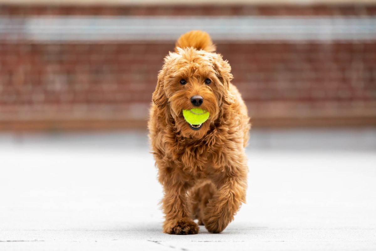 games to play with goldendoodle