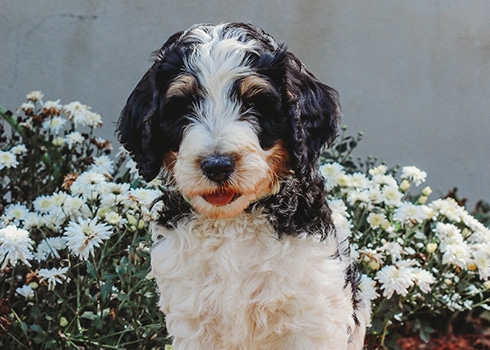 search for rescue dogs, senior dogs that are ready for pet adoption to get their second chance and their forever homes