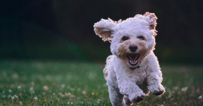 Happy cockapoo running