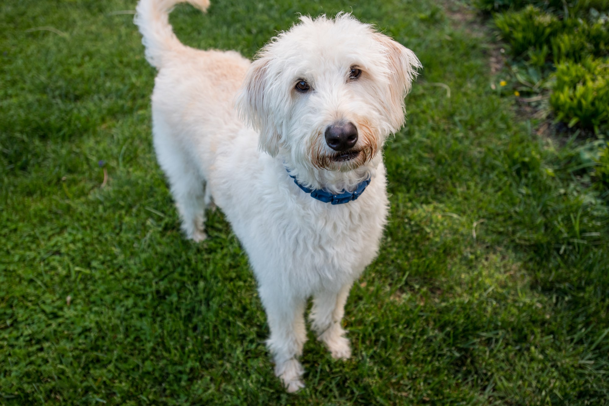 Labradoodle Breed Personality Traits