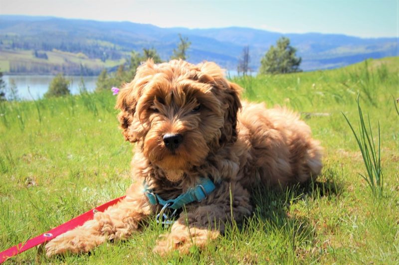 labradoodle puppy coat sheds often between ages 6 months to 12 months