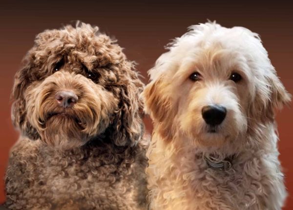Labradoodle and Goldendoodle