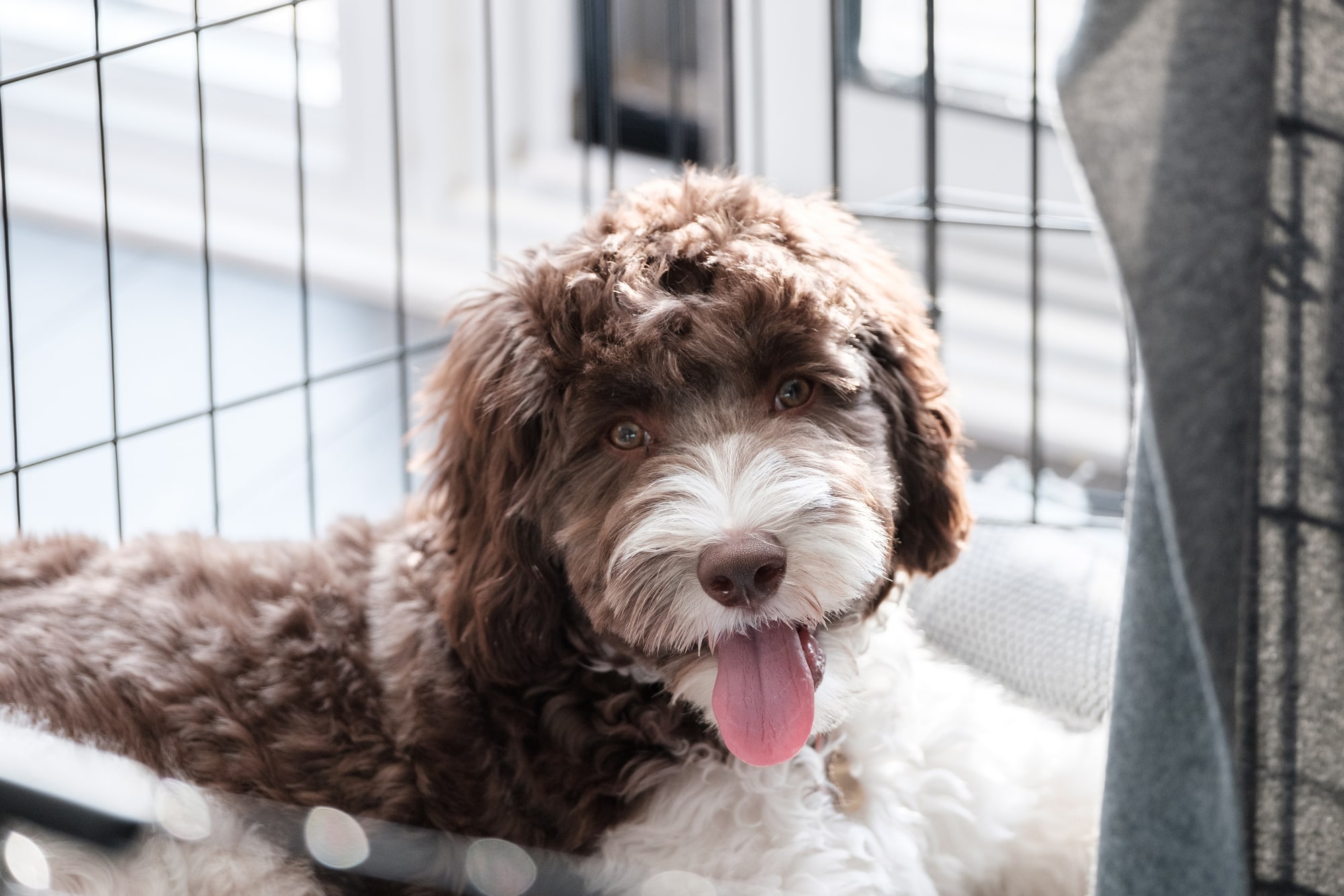 Labradoodle are Loyal Dog Breed