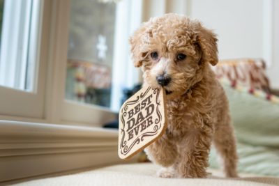 best diet for labradoodles - puppy biting a placard
