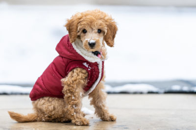 Labradoodle coats