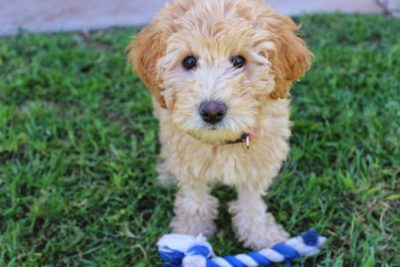 labradoodle's puppy coat shedding - puppy standing on the grass