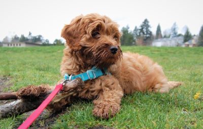 how big do labradoodles get?