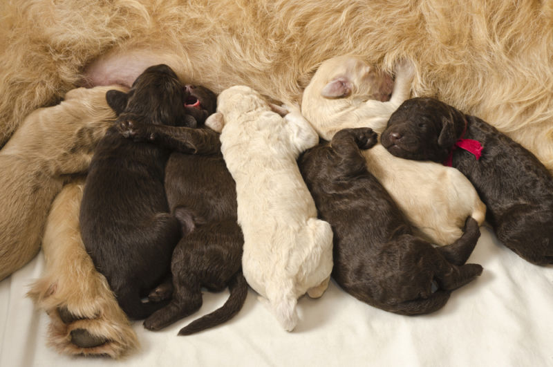 Labradoodle pups with their mom