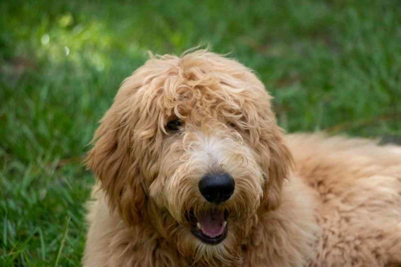 f3 goldendoodle generations