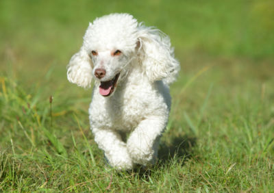 american kennel club - doodle running during animal behavior and crate training