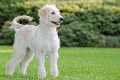Generation goldendoodles started from Purebred golden retriever and purebred poodle and some uses bernese mountain dog