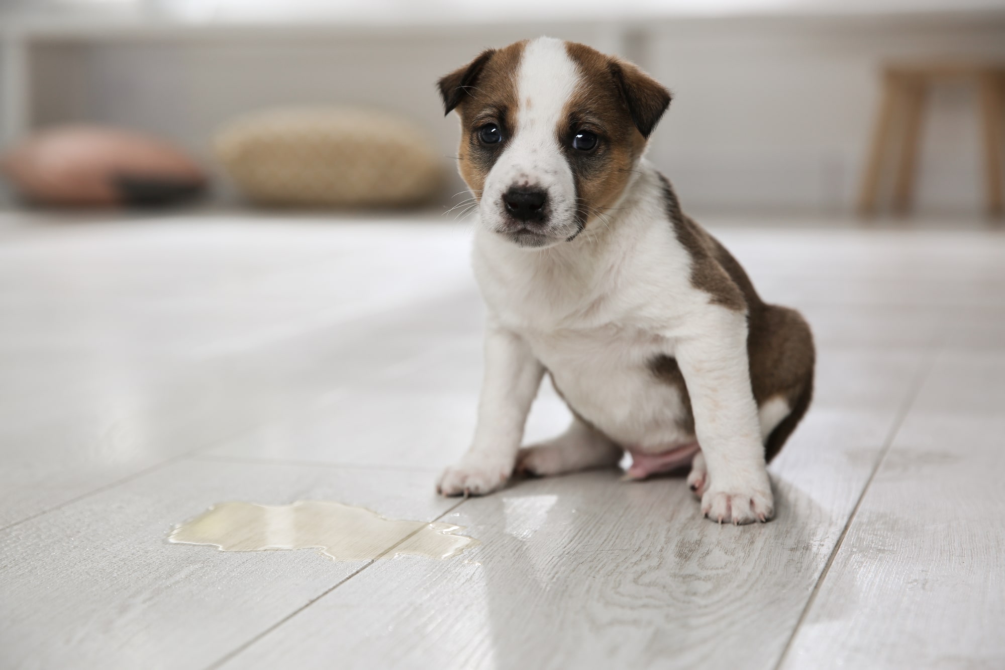 How Hard Is It to Potty Train a Puppy