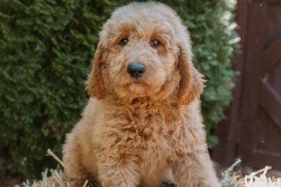beautiful brown doodle puppy for sale