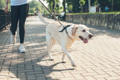 golden retriever as companion dogs may develop severe anxiety