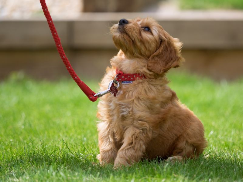 Walking your cockapoo