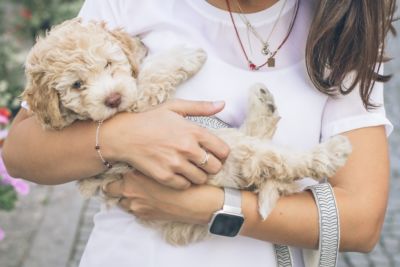 cockapoo separation anxiety