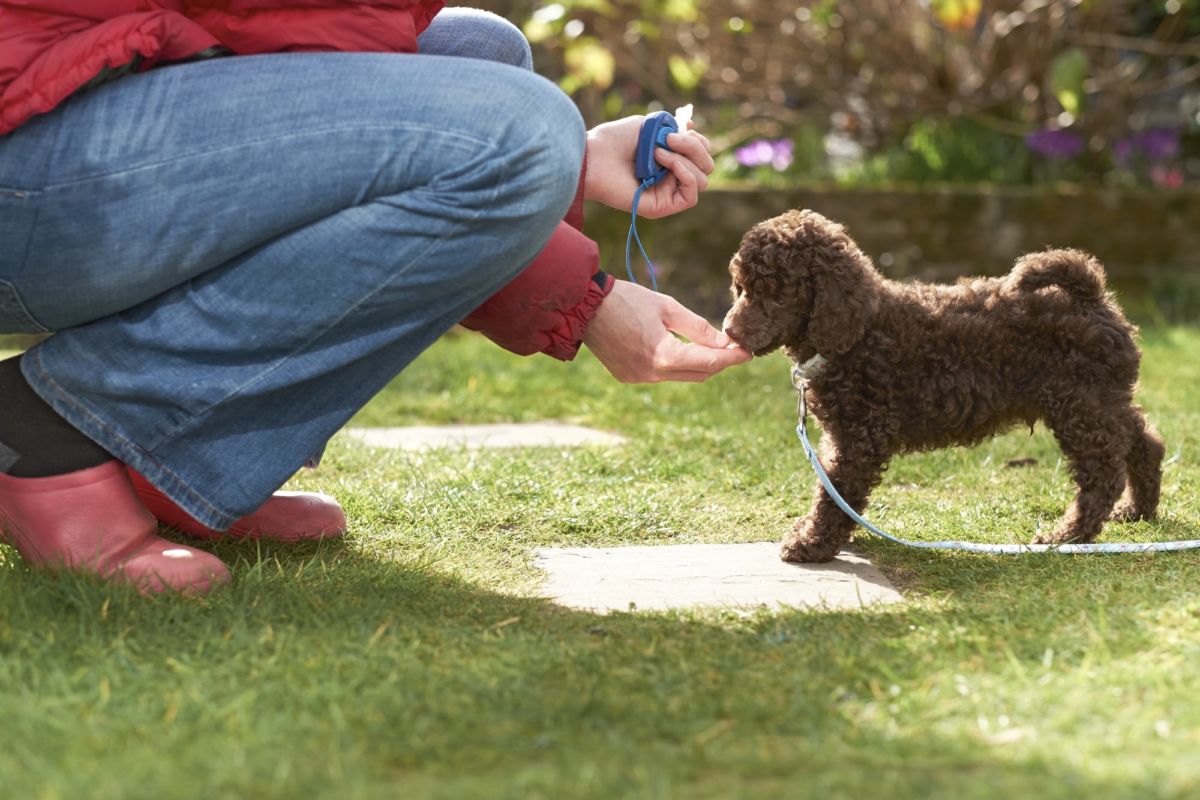 Work With a Professional Dog Trainer