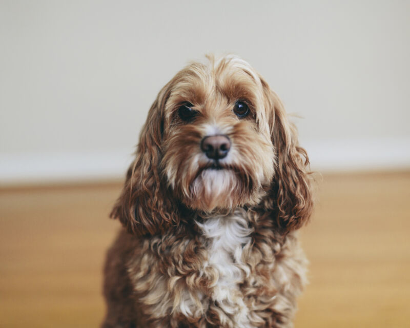 A brown cockapoo staring softly at the camera