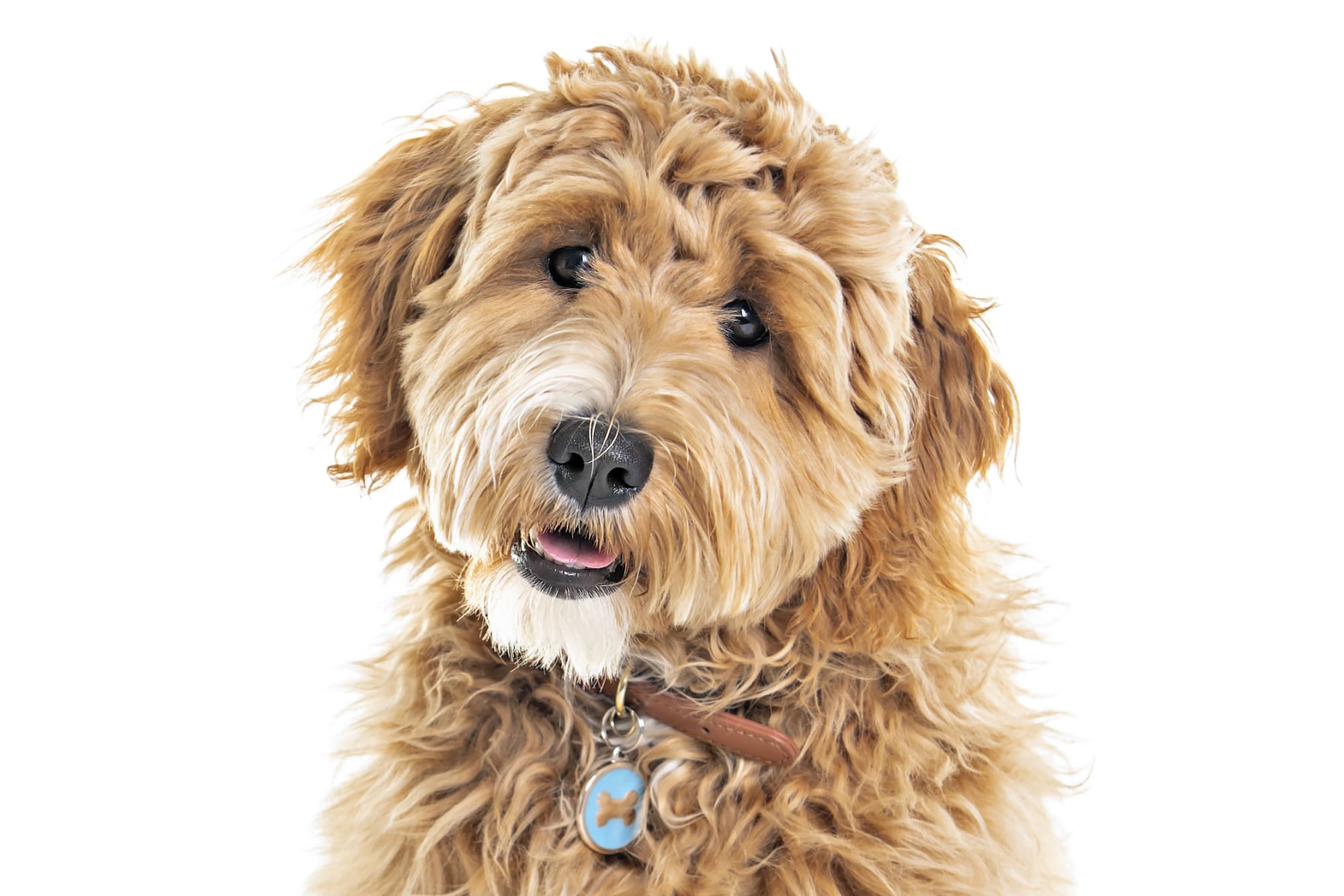 Goldendoodle