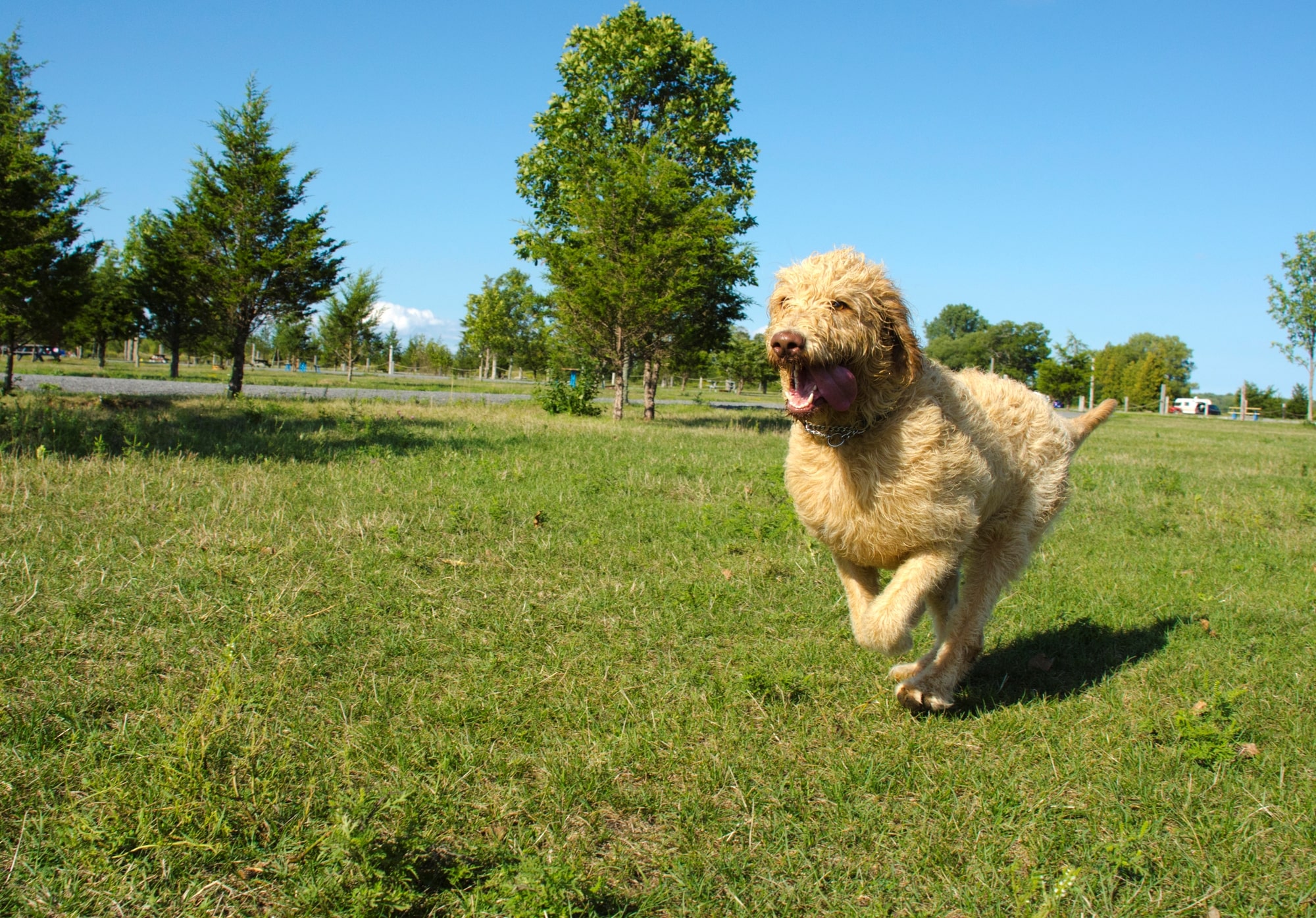 are labradoodles good at agility