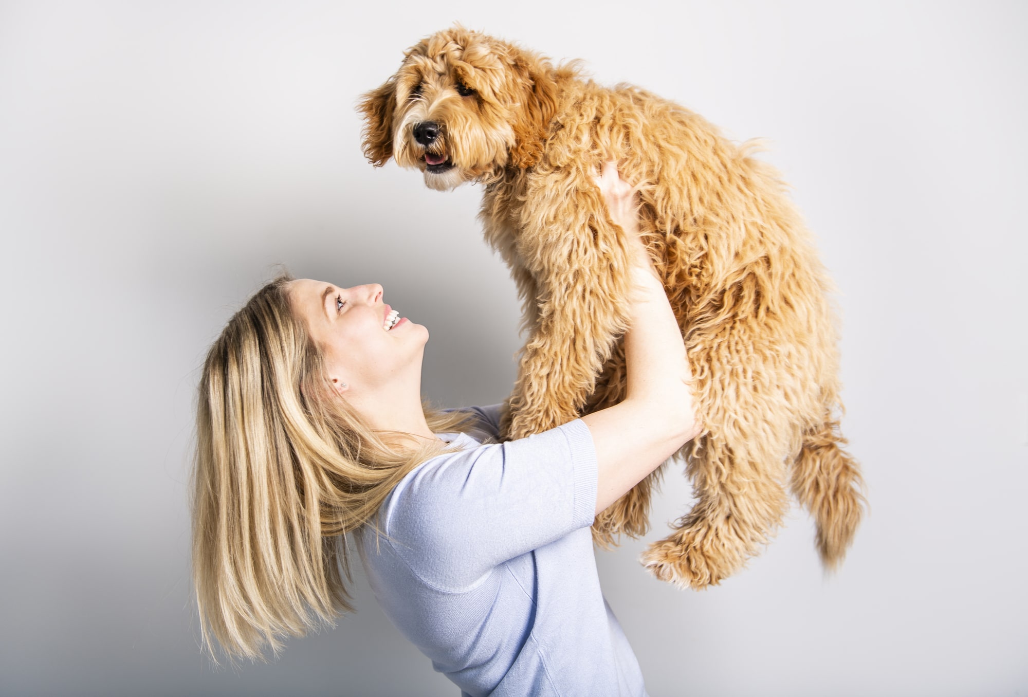 are labradoodles loyal