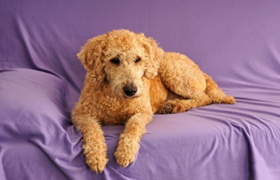 labradoodle coat change - beautiful Labradoodle puppy coat laying on a purple sheet