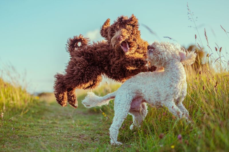 A Bernedoodle and Cockapoo dogs playing together on a narrow trail in a meadow in sunlight