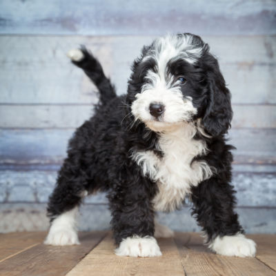 cute bernedoodle size