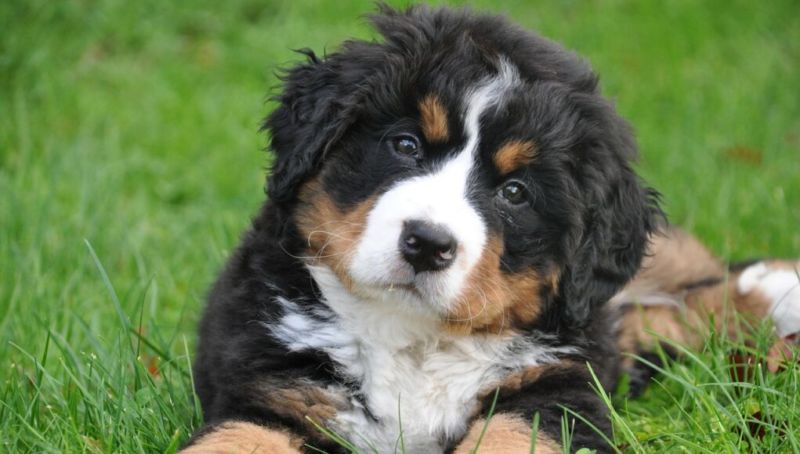 grooming your bernedoodle - cute black and white puppy
