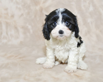 Owning a Bernedoodle featured image - a black and white puppy