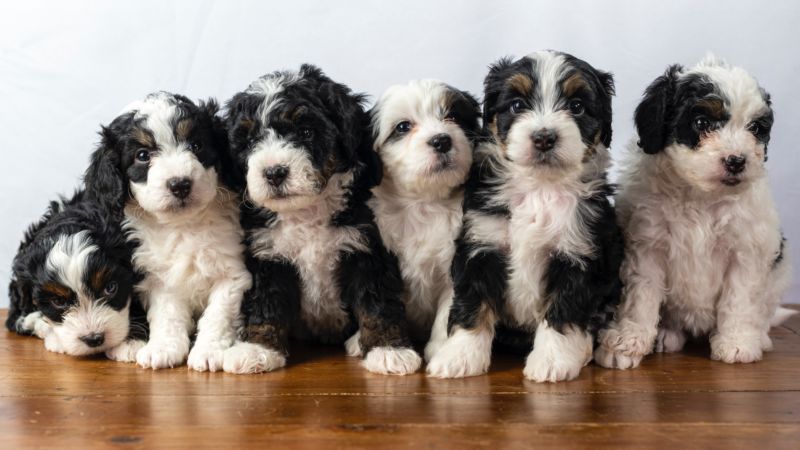 cute bernedoodle puppies