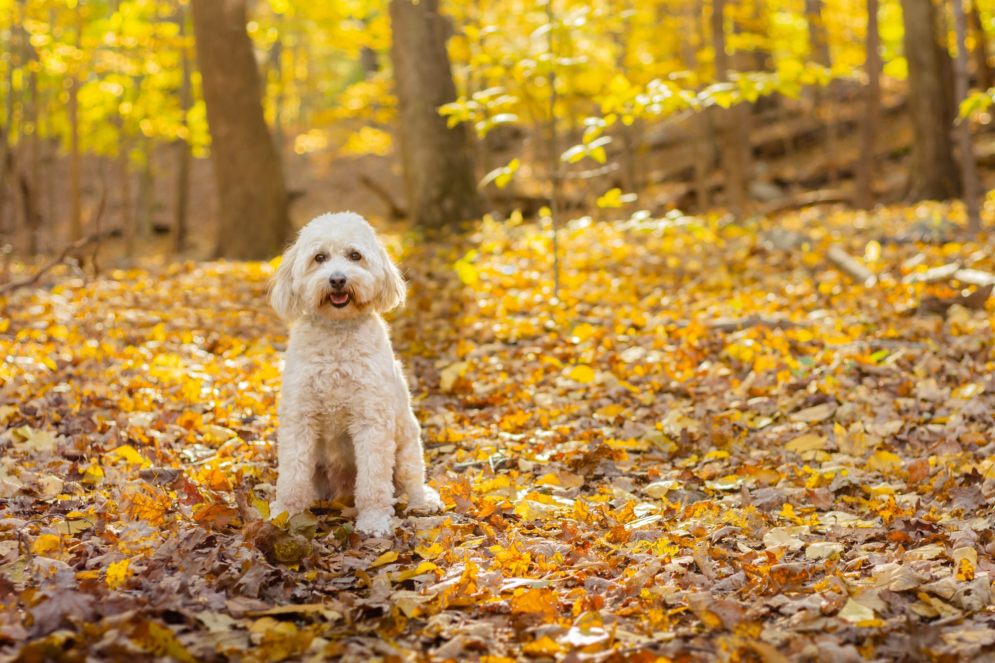 camping with a goldendoodle