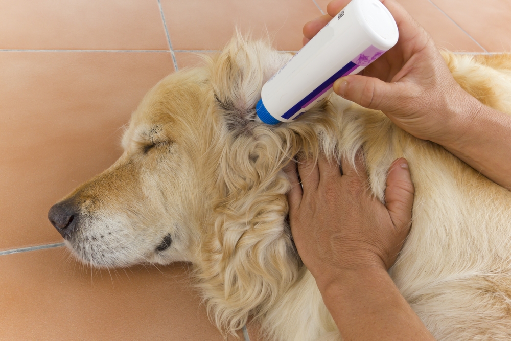 cleaning a dog's ears