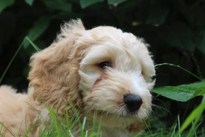 Cockapoo outside laying down in grass - North American Cockapoo Registry