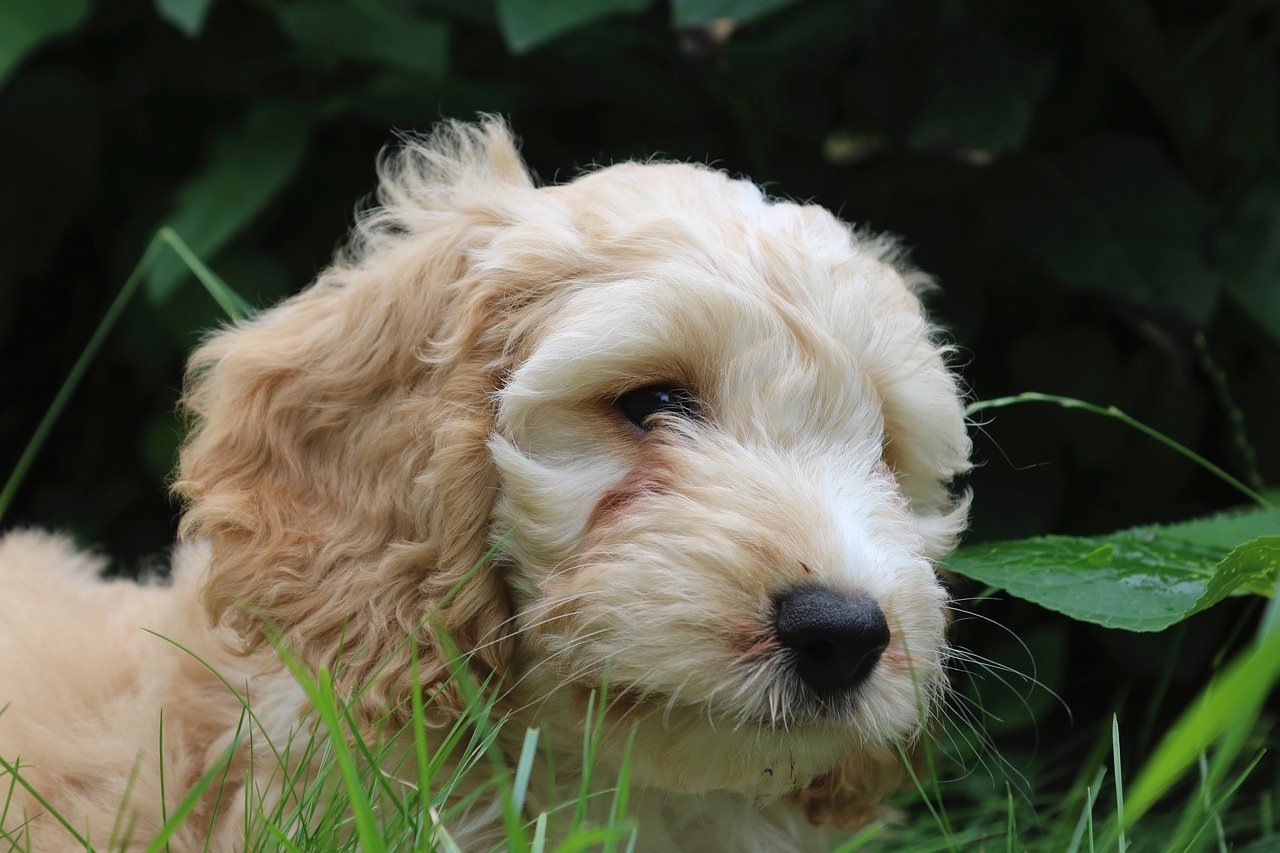 are cockapoos hypoallergenic