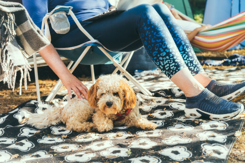 A cockapoo lounges around on a hiking trip