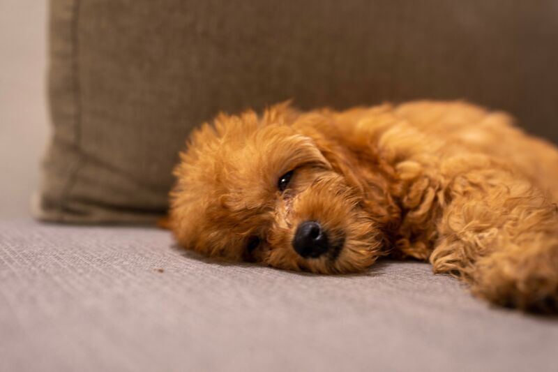A goldendoodle laying down