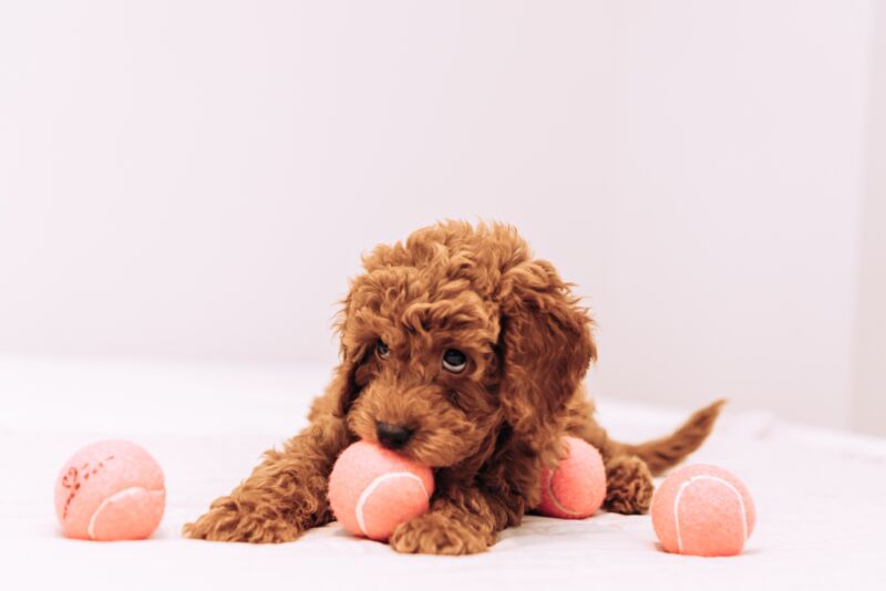 A goldendoodle puppy playing with tennis balls
