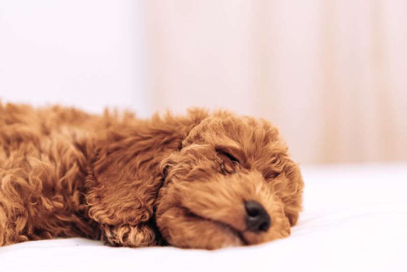 A cute Goldendoodle takes a nap