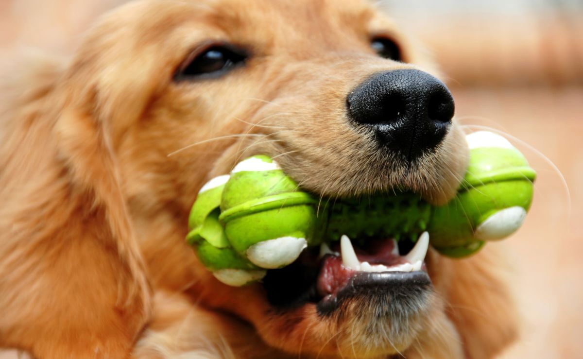 dental treats and dog toys for teeth cleaning