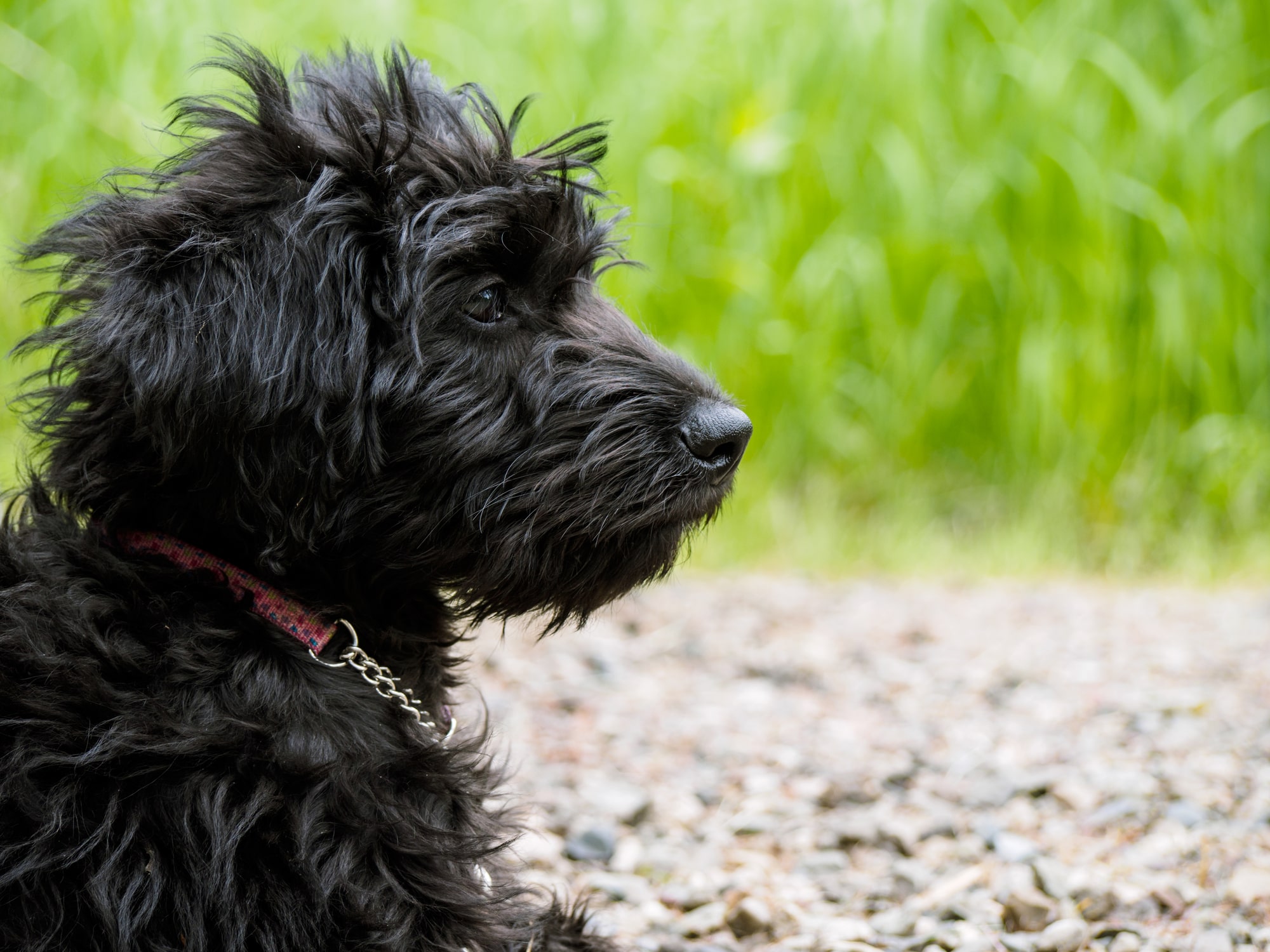 Labradoodle hypoallergenic hot sale therapy dogs