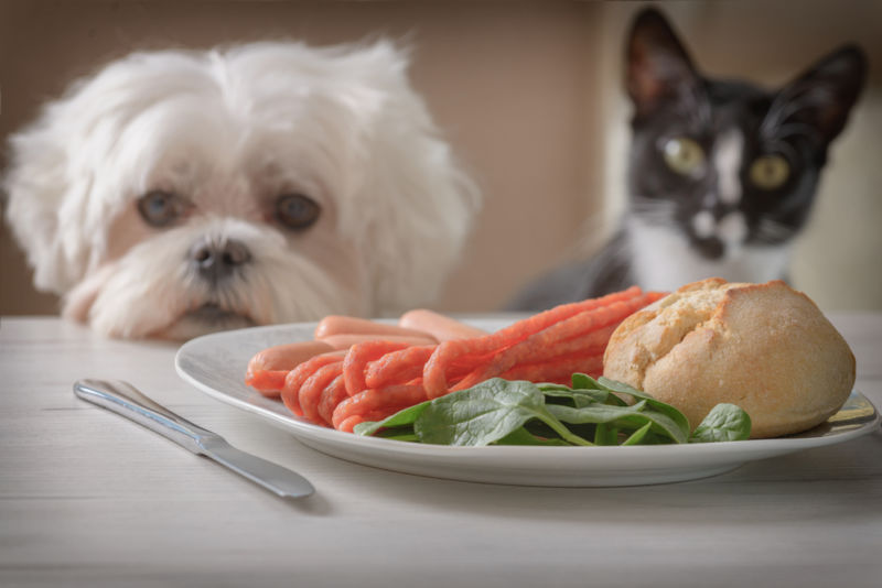 Giving puppies same food with their breeder