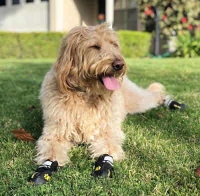 Choosing dog boots - goldendoodle with dogs boots lying on the grass