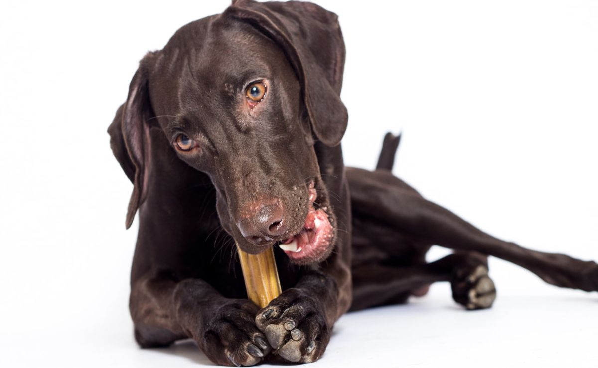 dog chews bully stick