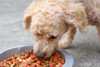 Many commercial dog foods contain meat which have high source of protein