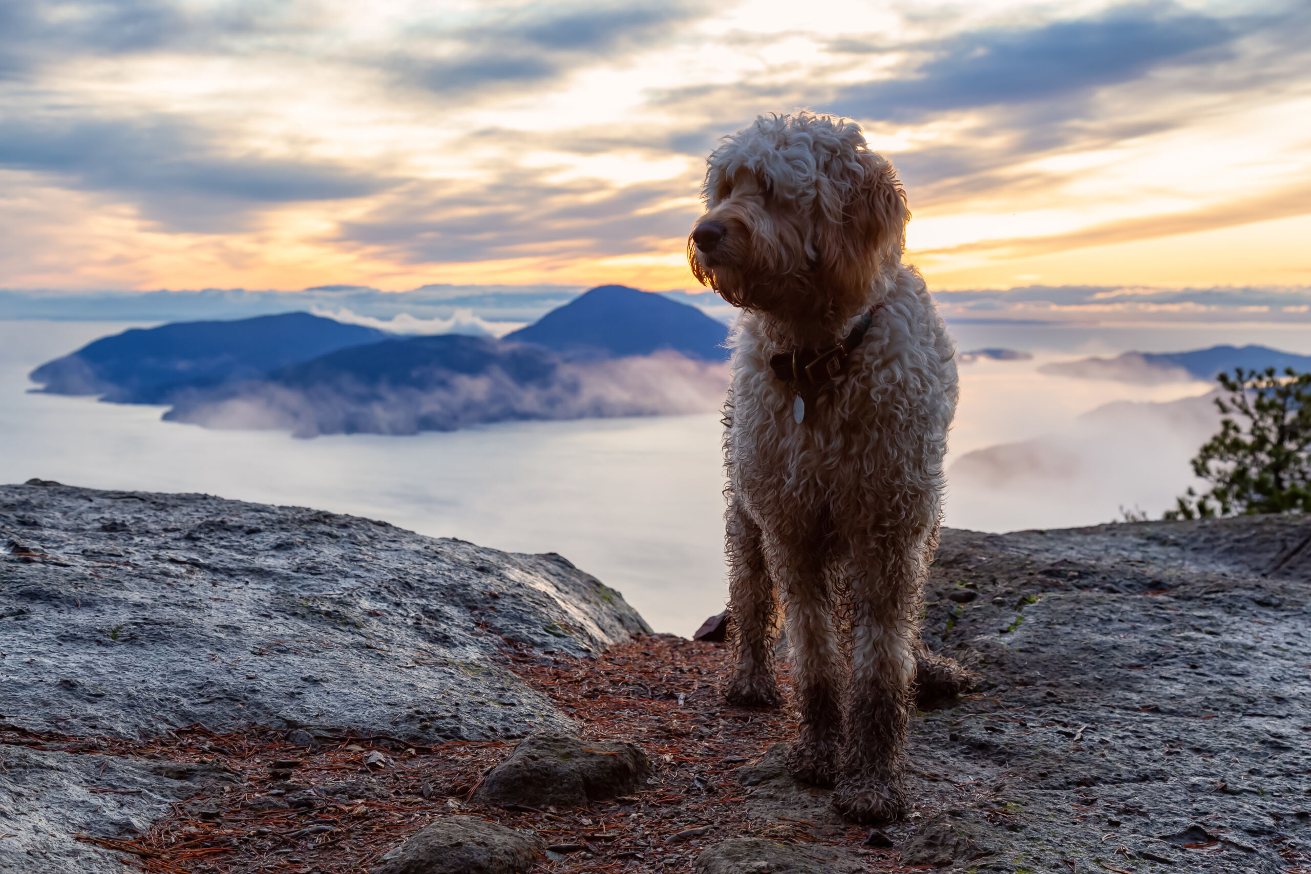 Is Your Goldendoodle Living Its Best Life?  Lifespan Secrets Revealed