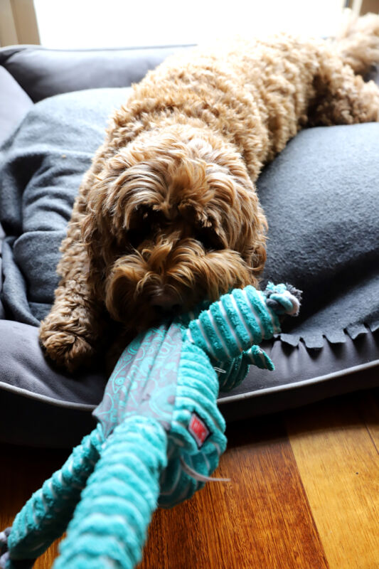 A goldendoodle lying with a squeaky toy