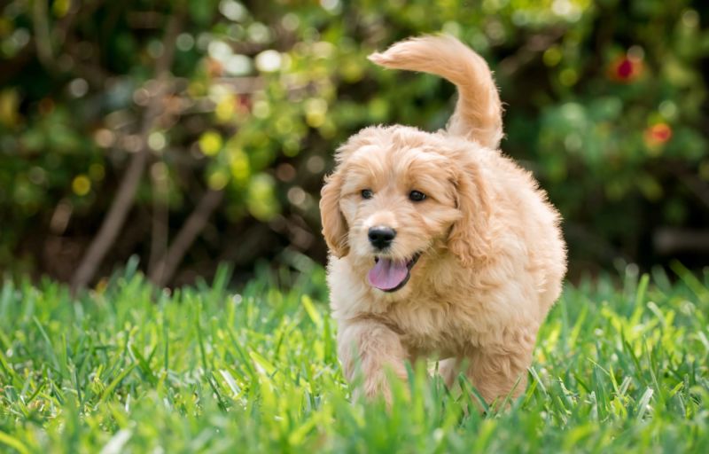 f1 goldendoodle generations